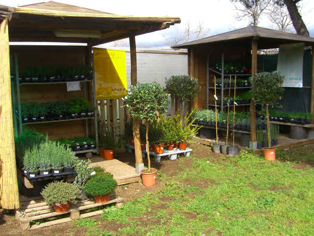 Semi Di Ortica In Busta - Piante Officinali E Aromatiche Da Coltivare - Foto 5